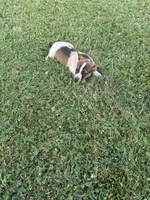 Donald, a male Chihuahua for sale in Chesterton, IN – 3 of 4
