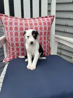 Danny, a male Border Collie for sale in Chesterton, IN – 2 of 7