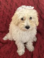 Dolly, a female Miniature Schnauzer and Poodle - Toy  for sale in Chesterton, IN – 7 of 9
