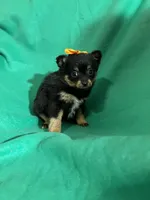 Lola, a female Pomeranian for sale in Chesterton, IN – Photo 5 of 5