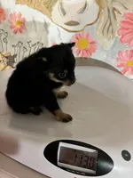 Lola, a female Pomeranian for sale in Chesterton, IN – Photo 1 of 5