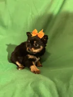 Lola, a female Pomeranian for sale in Chesterton, IN – Photo 3 of 5