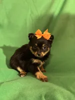 Lola, a female Pomeranian for sale in Chesterton, IN – Photo 2 of 5