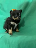 Lola, a female Pomeranian for sale in Chesterton, IN – Photo 4 of 5