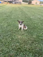 Donald, a male Chihuahua for sale in Chesterton, IN – 2 of 4