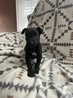 Frankie, a male Chihuahua for sale in Chesterton, IN – 2 of 4