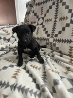 Frankie, a male Chihuahua for sale in Chesterton, IN – 4 of 4