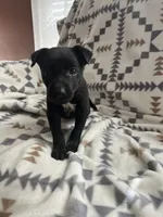 Frankie, a male Chihuahua for sale in Chesterton, IN – 3 of 4