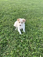 Sadie, a female Chihuahua and Miniature Australian Shepherd for sale in Chesterton, IN – 2 of 3