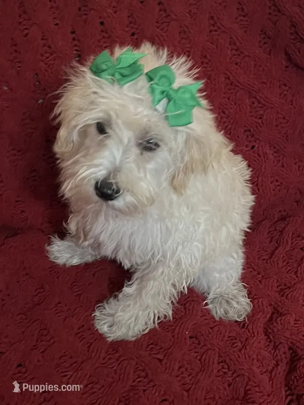 Polly – Miniature Schnauzer, Poodle - Toy  puppy for sale in Chesterton, IN