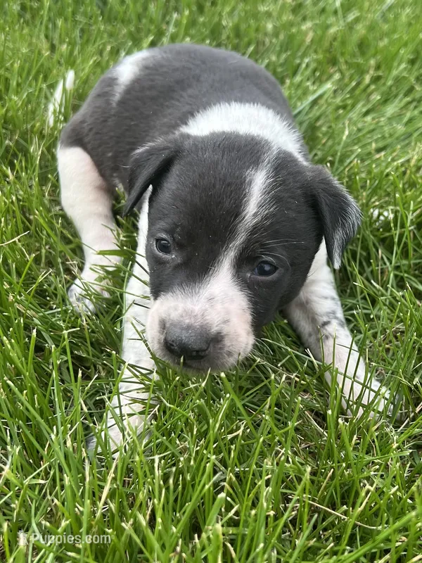 Alex – Chihuahua puppy for sale in Chesterton, IN