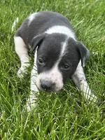 Alex, a male Chihuahua for sale in Chesterton, IN – 1 of 3