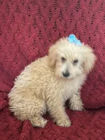 Tommy , a male Miniature Schnauzer and Poodle - Toy  for sale in Chesterton, IN – 1 of 9