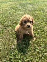 Darla, a female Yorkipoo for sale in Chesterton, IN – 2 of 4