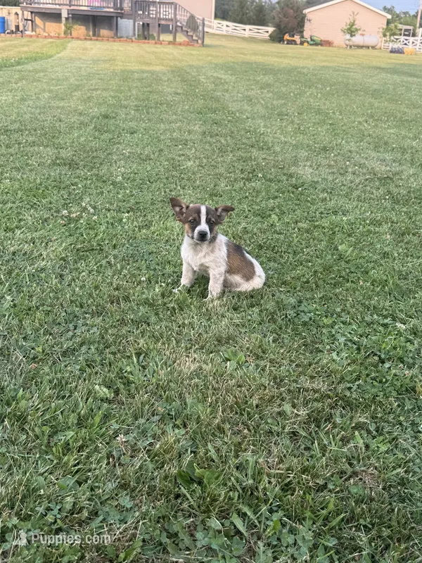 Donald – Chihuahua puppy for sale in Chesterton, IN