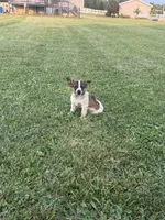 Donald, a male Chihuahua for sale in Chesterton, IN – 1 of 4