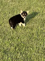 Axel, a male German Shepherd Dog and Alaskan Husky for sale in Chesterton, IN – 4 of 4