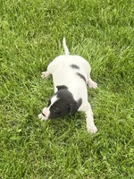 Sammy, a male Chihuahua for sale in Chesterton, IN – 4 of 6