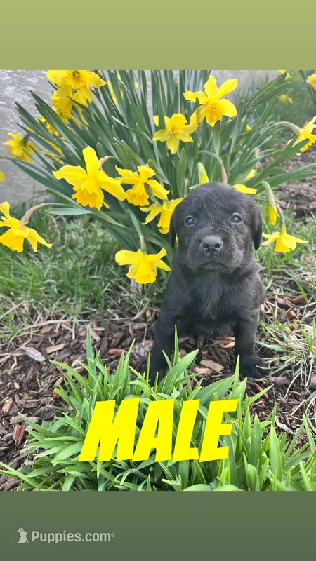 Danny – Labrador Retriever puppy for sale in Chesterton, IN