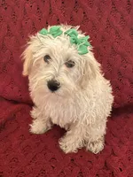 Polly, a female Miniature Schnauzer and Poodle - Toy  for sale in Chesterton, IN – 7 of 7