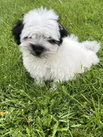 Charlie, a male Havanese for sale in Chesterton, IN – Photo 2 of 4