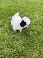 Charlie, a male Havanese for sale in Chesterton, IN – Photo 4 of 4