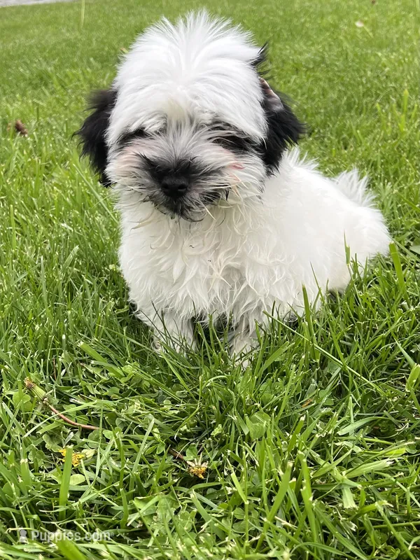 Charlie, a male Havanese for sale in Chesterton, IN – Photo 1 of 4