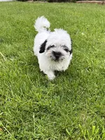Charlie, a male Havanese for sale in Chesterton, IN – Photo 3 of 4