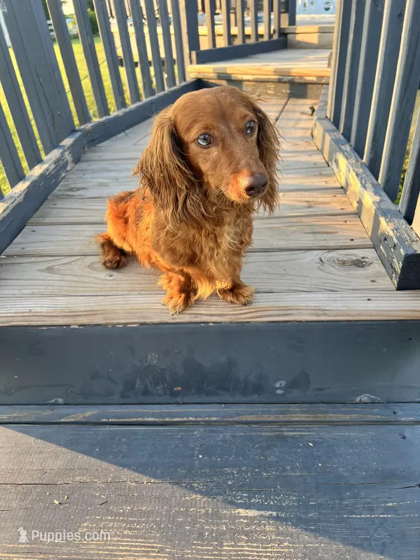 Rufus – Dachshund puppy for sale in Chesterton, IN