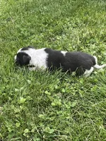 Kelly, a male Chihuahua for sale in Chesterton, IN – 5 of 5