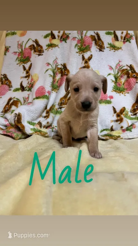 Max – Labrador Retriever puppy for sale in Chesterton, IN