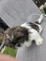 Waylon, a male Shih Tzu for sale in Granbury, TX – Photo 3 of 6