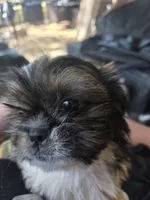 Waylon, a male Shih Tzu for sale in Granbury, TX – Photo 6 of 6