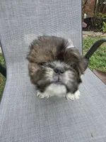 Waylon, a male Shih Tzu for sale in Granbury, TX – Photo 4 of 6