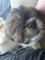 Waylon, a male Shih Tzu for sale in Granbury, TX – Photo 5 of 6