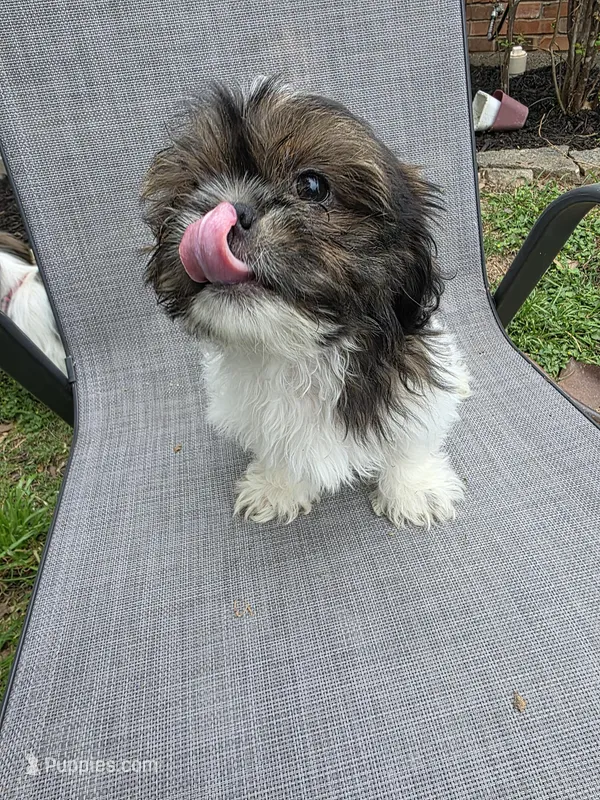 Waylon – Shih Tzu puppy for sale in Granbury, TX