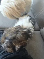 Waylon, a male Shih Tzu for sale in Granbury, TX – Photo 2 of 6