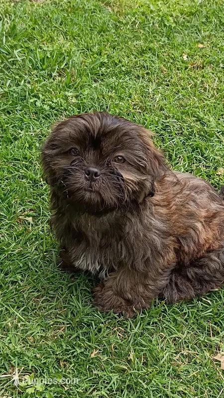 Bunnie – Shih Tzu puppy for sale in Granbury, TX