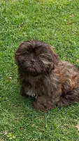 Bunnie, a female Shih Tzu for sale in Granbury, TX – Photo 1 of 7