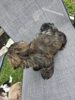 Bunnie, a female Shih Tzu for sale in Granbury, TX – Photo 4 of 7