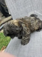 Bunnie, a female Shih Tzu for sale in Granbury, TX – Photo 3 of 7