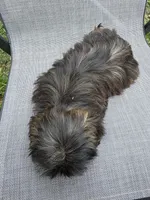 Bunnie, a female Shih Tzu for sale in Granbury, TX – Photo 7 of 7