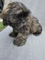 Bunnie, a female Shih Tzu for sale in Granbury, TX – Photo 5 of 7