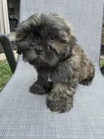 Bunnie, a female Shih Tzu for sale in Granbury, TX – Photo 6 of 7