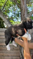 Red, a male Huskydoodle for sale in Los Angeles, CA – 4 of 10