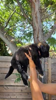 Pink, a female Huskydoodle for sale in Los Angeles, CA – 8 of 10