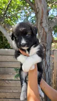 Red, a male Siberian Husky and Huskydoodle for sale in Los Angeles, CA – 5 of 6