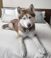Red, a male Huskydoodle for sale in Los Angeles, CA – 6 of 10