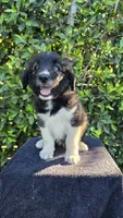 Red, a male Huskydoodle for sale in Los Angeles, CA – 10 of 10