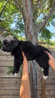 Green, a male Huskydoodle for sale in Los Angeles, CA – 7 of 10
